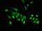 Polymerase delta-interacting protein 2 antibody, LS-C398156, Lifespan Biosciences, Immunofluorescence image 