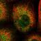 Centrosomal Protein 89 antibody, HPA039382, Atlas Antibodies, Immunofluorescence image 