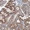 Neurobeachin antibody, HPA040385, Atlas Antibodies, Immunohistochemistry frozen image 