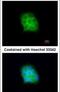 Syntaxin Binding Protein 6 antibody, PA5-28126, Invitrogen Antibodies, Immunofluorescence image 