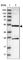 DEAD-Box Helicase 25 antibody, HPA020137, Atlas Antibodies, Western Blot image 