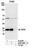 CD3d Molecule antibody, A305-169A, Bethyl Labs, Immunoprecipitation image 