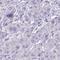 Alkaline Phosphatase, Intestinal antibody, HPA051699, Atlas Antibodies, Immunohistochemistry paraffin image 