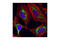 Heat Shock Protein Family D (Hsp60) Member 1 antibody, 4869S, Cell Signaling Technology, Immunofluorescence image 