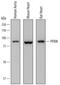 Phosphofructokinase, Muscle antibody, AF7687, R&D Systems, Western Blot image 