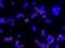 CD83 Molecule antibody, AF1437, R&D Systems, Western Blot image 