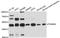 Terminal Nucleotidyltransferase 5A antibody, LS-C747843, Lifespan Biosciences, Western Blot image 