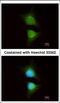 PI3 Kinase p110 beta antibody, MBS837209, MyBioSource, Immunofluorescence image 