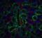 DNA fragmentation factor subunit beta antibody, 2007, ProSci Inc, Immunofluorescence image 