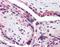 BRCA1-A complex subunit BRE antibody, orb88383, Biorbyt, Immunohistochemistry paraffin image 
