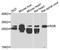Retinal G Protein Coupled Receptor antibody, orb373860, Biorbyt, Western Blot image 