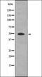 A-Kinase Anchoring Protein 1 antibody, orb338941, Biorbyt, Western Blot image 
