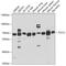 Transcription Factor 12 antibody, GTX32914, GeneTex, Western Blot image 