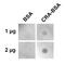 Crotonaldehyde antibody, MA5-27552, Invitrogen Antibodies, Dot Blot image 