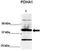 Pyruvate Dehydrogenase E1 Alpha 1 Subunit antibody, TA346532, Origene, Western Blot image 