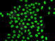 QKI, KH Domain Containing RNA Binding antibody, A7043, ABclonal Technology, Immunofluorescence image 