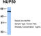 Nucleoporin 50 antibody, TA340154, Origene, Western Blot image 