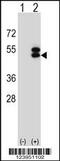 ATXN3 antibody, 63-853, ProSci, Western Blot image 