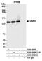 Ubiquitin carboxyl-terminal hydrolase 28 antibody, A300-898A, Bethyl Labs, Immunoprecipitation image 