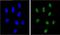 PIN1 antibody, PA5-35372, Invitrogen Antibodies, Immunofluorescence image 