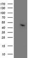 Aminoacylase 1 antibody, TA503189, Origene, Western Blot image 