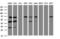 IlvB Acetolactate Synthase Like antibody, LS-C173093, Lifespan Biosciences, Western Blot image 