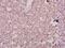 Distal-Less Homeobox 3 antibody, A05844, Boster Biological Technology, Immunohistochemistry frozen image 