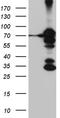 Rac GTPase-activating protein 1 antibody, CF811650, Origene, Western Blot image 