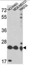 Prx-III antibody, AP17663PU-N, Origene, Western Blot image 