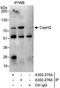 Condensin-2 complex subunit H2 antibody, A302-276A, Bethyl Labs, Immunoprecipitation image 