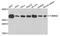 Translocase Of Outer Mitochondrial Membrane 34 antibody, A4467, ABclonal Technology, Western Blot image 