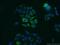 Alpha-2-Glycoprotein 1, Zinc-Binding antibody, 13399-1-AP, Proteintech Group, Immunofluorescence image 
