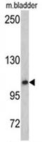O-Linked N-Acetylglucosamine (GlcNAc) Transferase antibody, AP17608PU-N, Origene, Western Blot image 