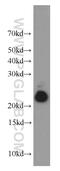 Nudix Hydrolase 10 antibody, 17508-1-AP, Proteintech Group, Western Blot image 