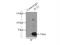 Fms Related Tyrosine Kinase 1 antibody, 13687-1-AP, Proteintech Group, Immunoprecipitation image 