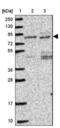 Inositol-Trisphosphate 3-Kinase C antibody, NBP2-49068, Novus Biologicals, Western Blot image 