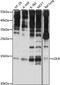Small Nuclear Ribonucleoprotein U11/U12 Subunit 25 antibody, 16-084, ProSci, Western Blot image 