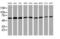 Tripartite Motif Containing 38 antibody, MA5-26235, Invitrogen Antibodies, Western Blot image 