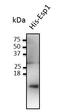 Exocrine gland-secreted peptide 1 antibody, orb334971, Biorbyt, Western Blot image 