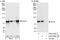 Suv3 Like RNA Helicase antibody, A303-056A, Bethyl Labs, Immunoprecipitation image 