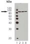 Heat shock protein HSP 90-beta antibody, AP22893PU-N, Origene, Western Blot image 