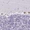 Amiloride-sensitive cation channel 3 antibody, HPA049155, Atlas Antibodies, Immunohistochemistry frozen image 