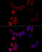 Cytochrome P450 Family 2 Subfamily A Member 6 antibody, 15-845, ProSci, Immunofluorescence image 