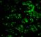 C1q And TNF Related 1 antibody, A09550-1, Boster Biological Technology, Immunofluorescence image 