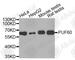Poly(U) Binding Splicing Factor 60 antibody, A4511, ABclonal Technology, Western Blot image 