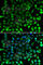 C-C motif chemokine 26 antibody, A7175, ABclonal Technology, Immunofluorescence image 