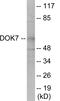 Docking Protein 7 antibody, EKC1841, Boster Biological Technology, Western Blot image 
