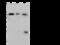 B7 antibody, 50446-T48, Sino Biological, Western Blot image 