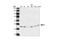 Mitogen-Activated Protein Kinase Kinase 1 antibody, 9124S, Cell Signaling Technology, Western Blot image 