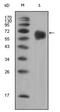 Fibroblast Growth Factor Receptor 4 antibody, AM06322SU-N, Origene, Western Blot image 
